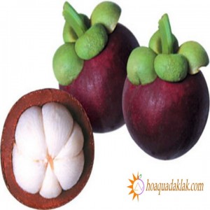 Nguồn gốc, xuất xử quả măng cụt? Công dụng làm đẹp bất ngờ từ Măng cụt Nguồn gốc, xuất xử quả măng cụt? Công dụng làm đẹp bất ngờ từ Măng cụt